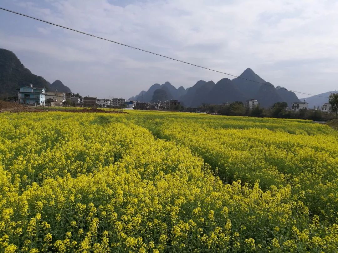 数百亩油菜花开启了"最美春天 在乡间田园间,清风拂过 阵阵的油菜