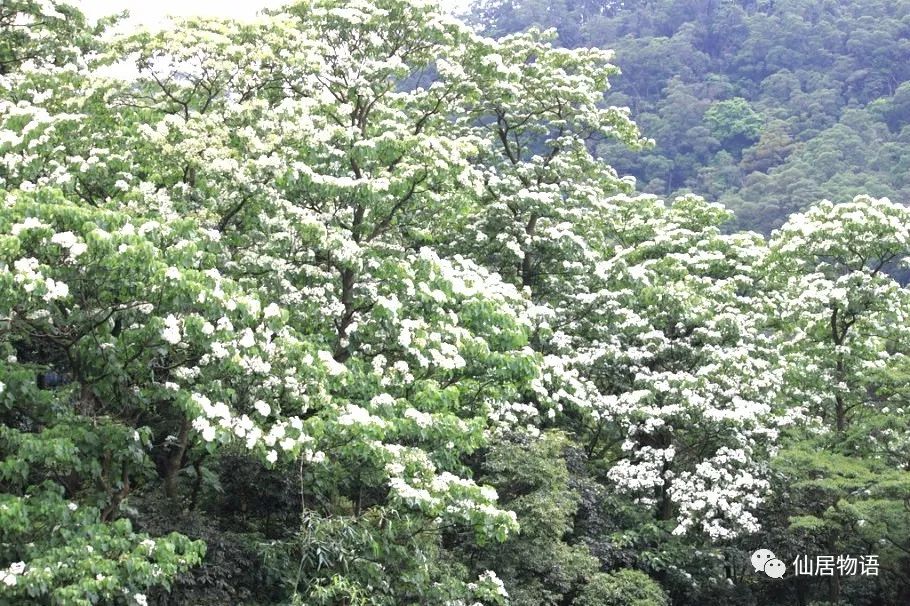 仙居风物略记:桐树