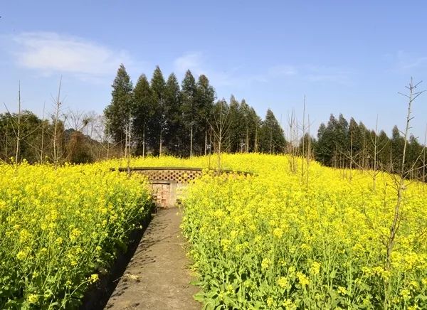 【賞花節】崇州油菜花開了,這片早春賞花秘境敢說好多人沒發現!