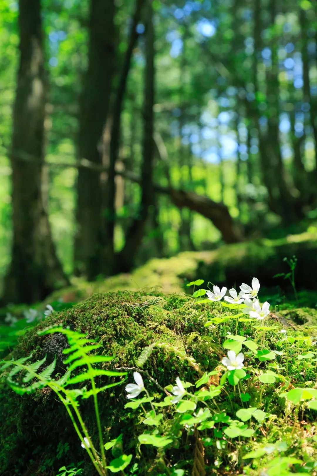 苔花如米小,也學牡丹開