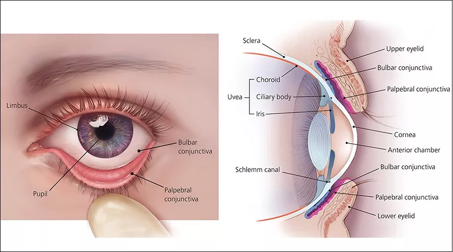眼周解剖结构图图片