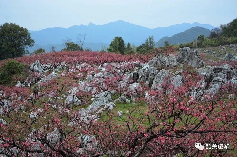 5萬畝水墨桃花開滿山!本週末,韶關這小城又將火遍全國!附賞花攻略