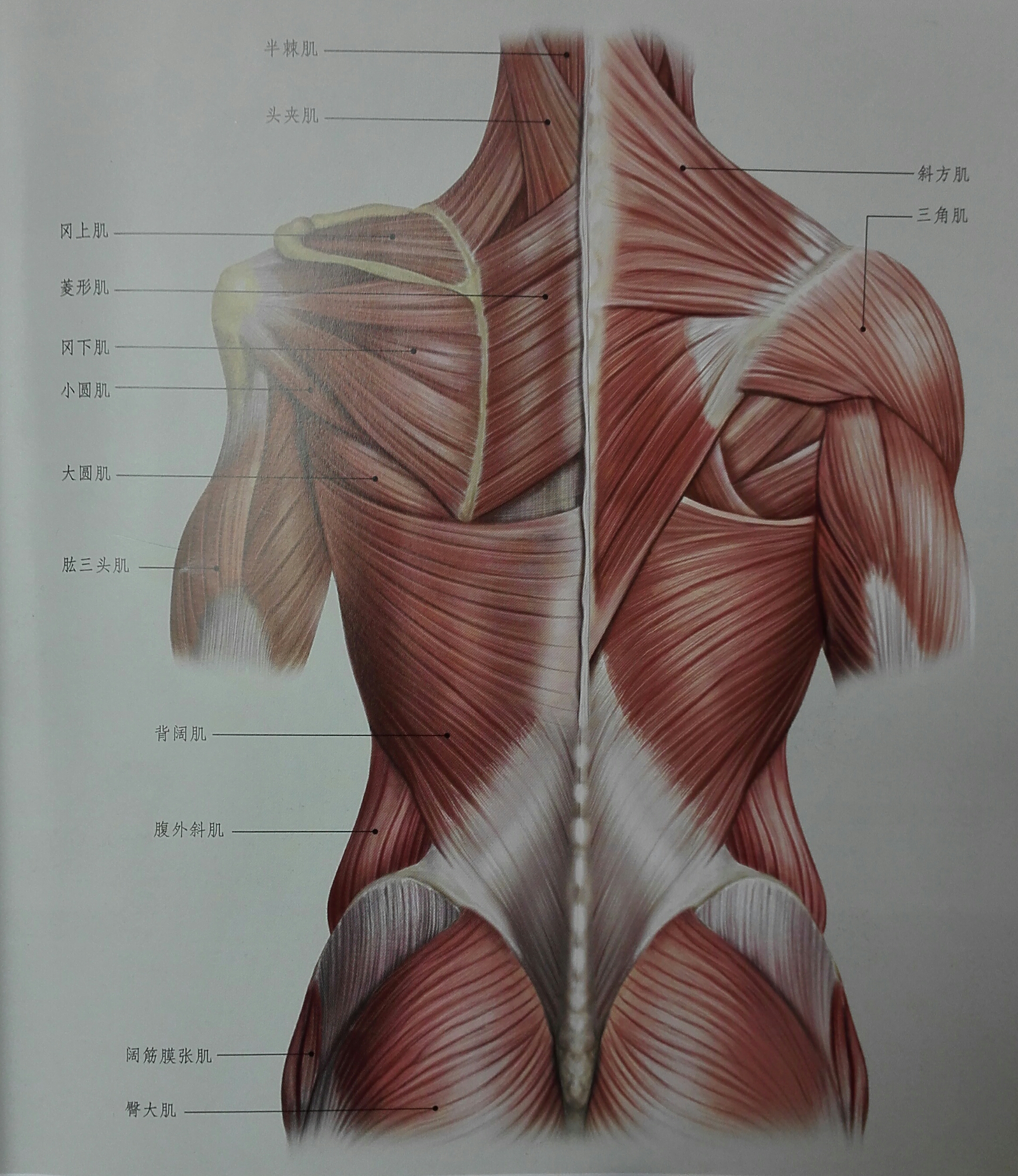背部肌肉分布图图片