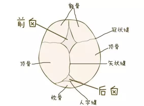 新生儿的颅骨和成人的颅骨有些不同,虽然都是由额骨,顶骨,枕骨所组成.