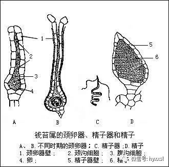 葫芦藓的配子体外形图片