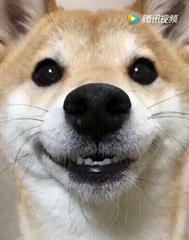 微笑狗事件原图动态图片