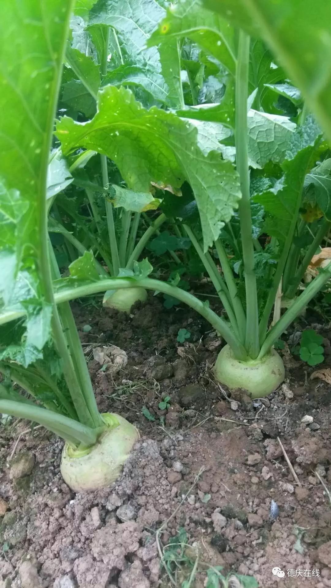 视频德庆回龙江滨大头菜300多年前就开始种这是德庆人饭桌上最爱的菜