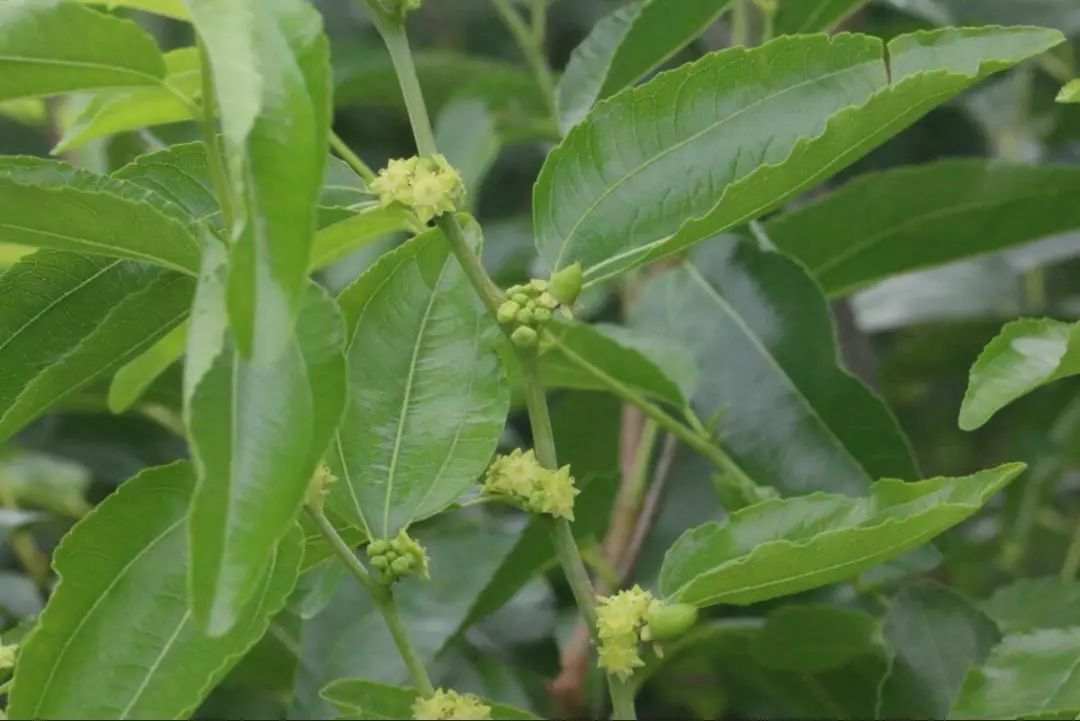 忽憶故鄉樹,棗花色正新.枝迎饁餉婦,香惹賣漿人.