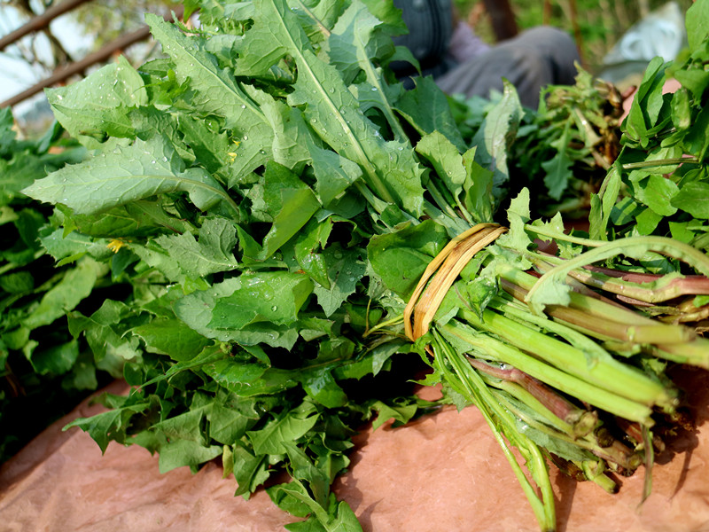 節後減肥正當時解膩清腸胃送你一桌山茅野菜