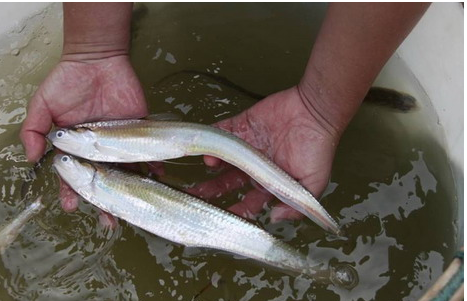 世界上最貴的食用魚:長江刀魚