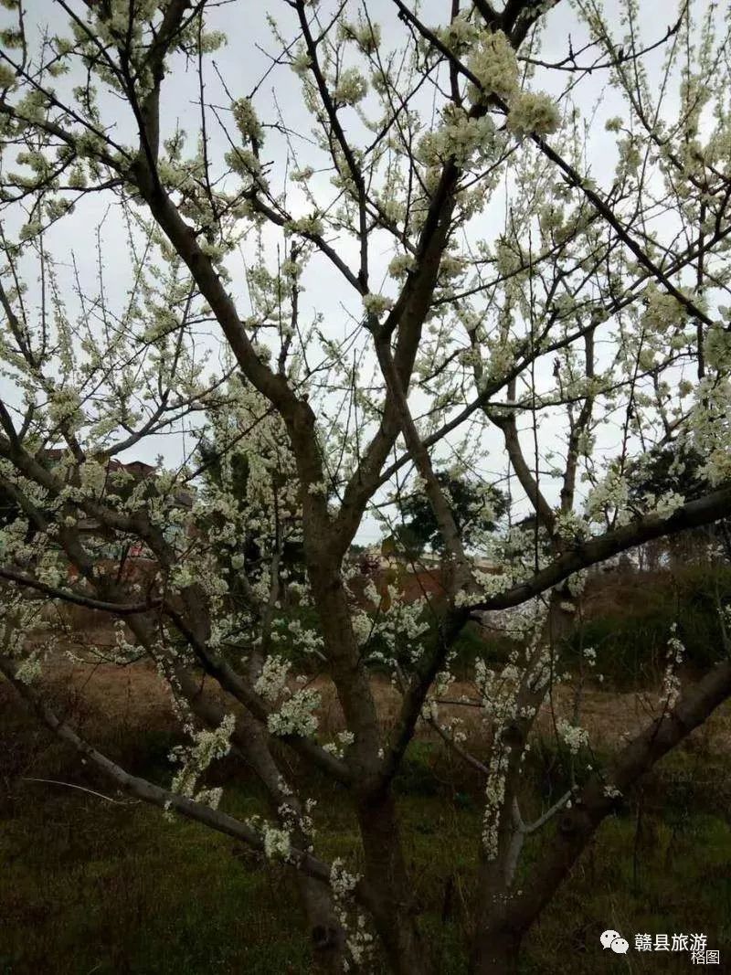 赣县惊现白茫茫一片李花花海,清风徐来,宛如世外桃源!