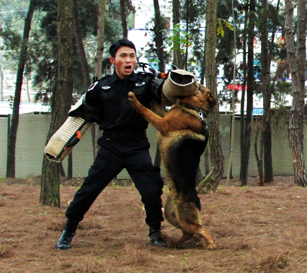 在你的心目中,警犬是不是等同於大狼狗?