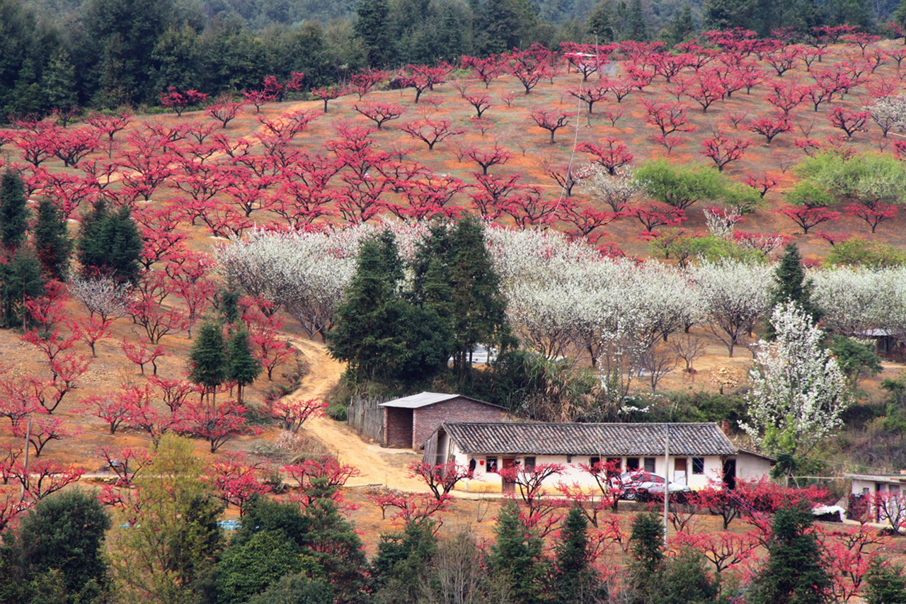 三生三世十里桃花河源連平賞鷹嘴桃花休閒徒步矮山奇石攝影品客家美食