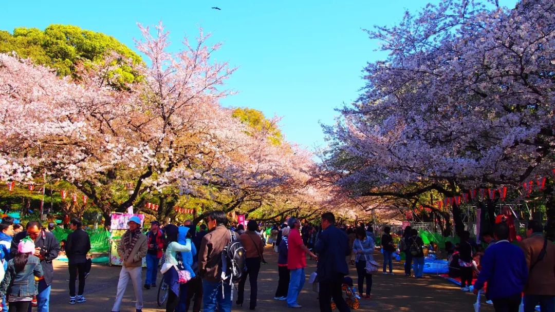 日本赏樱大会图片