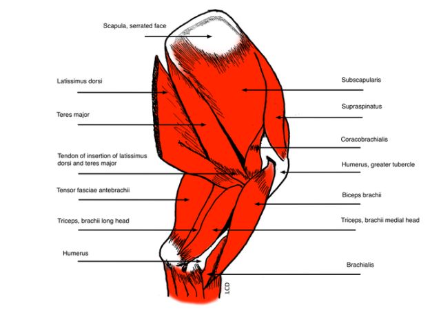 肩膀的肌肉构成