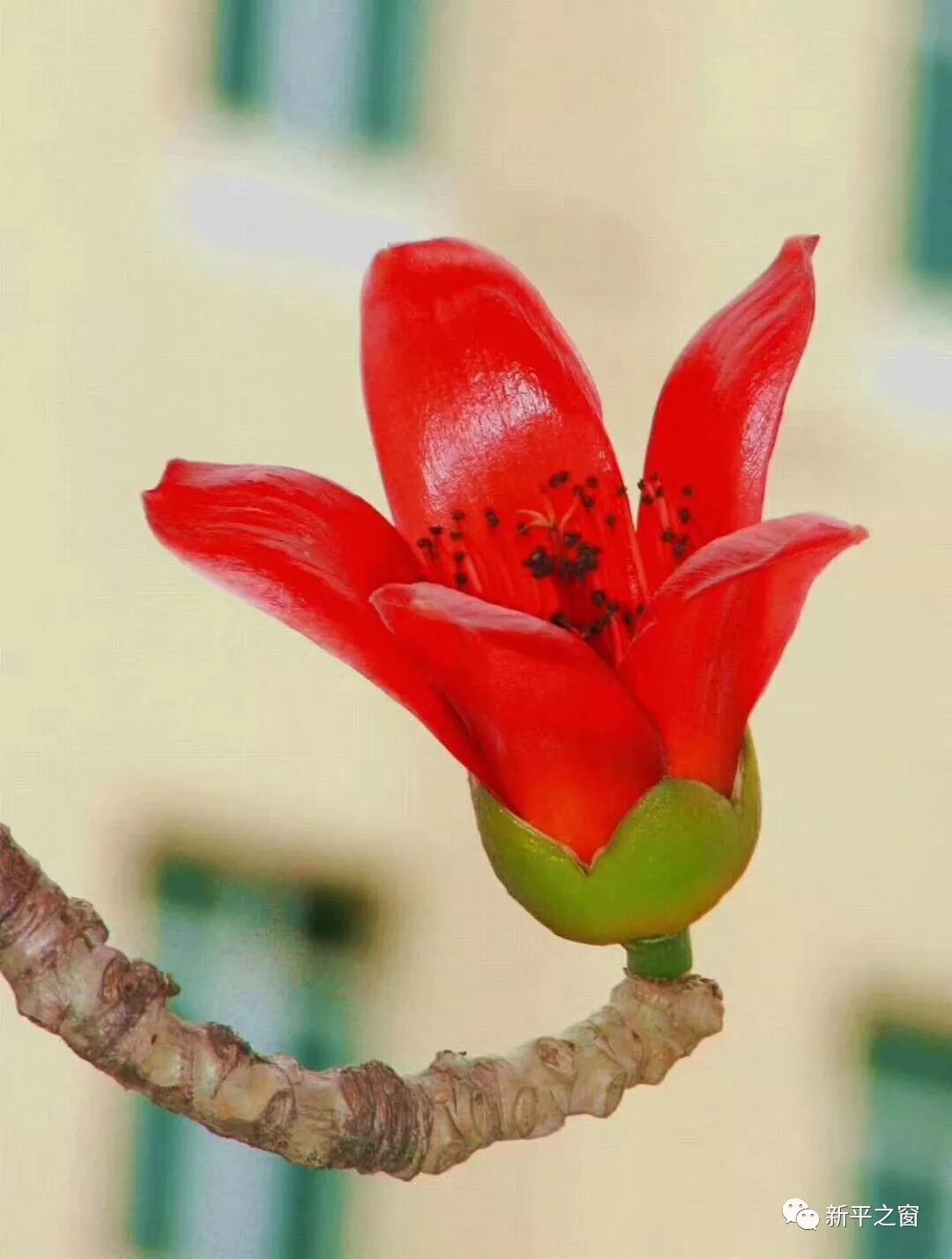 红色木棉花 花语图片