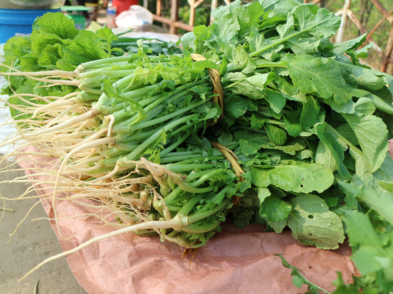 節後減肥正當時解膩清腸胃送你一桌山茅野菜