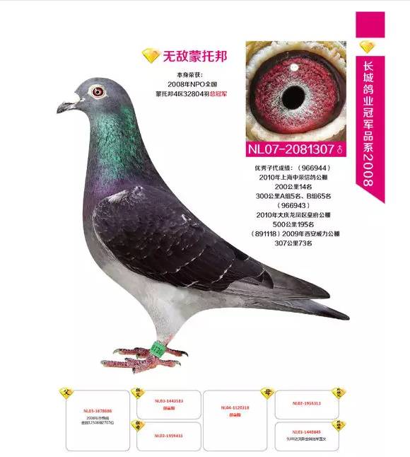 中国长城鸽业图片