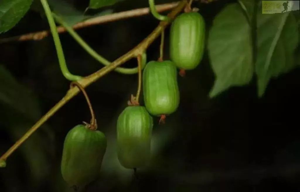 grandiflorus):為蠟梅科蠟梅屬落葉灌木紅心蠟梅之俗稱,另有狗蠅梅