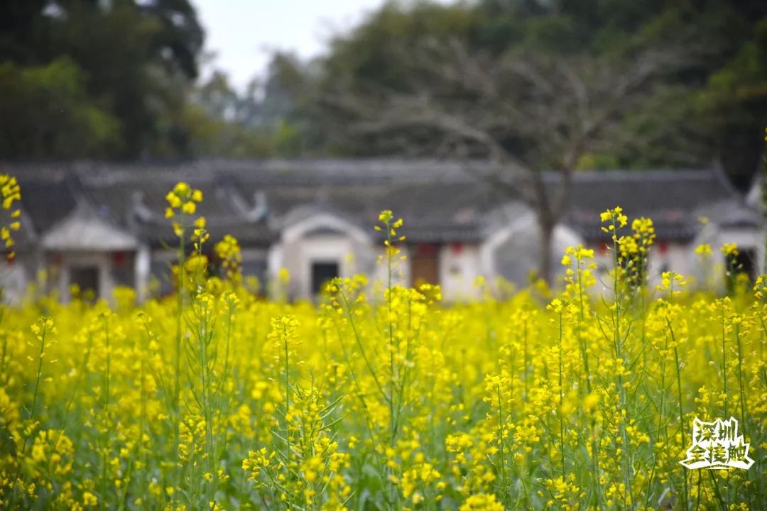 不用去婺源了深圳各區油菜花田已經美成了大片