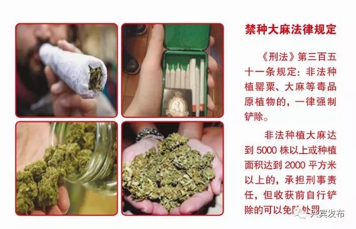 禁毒微课堂认识大麻危害举报非法种植