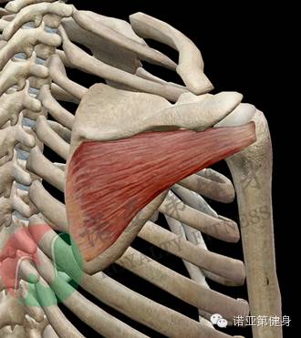 肩胛骨到底有多少塊肌肉完整版