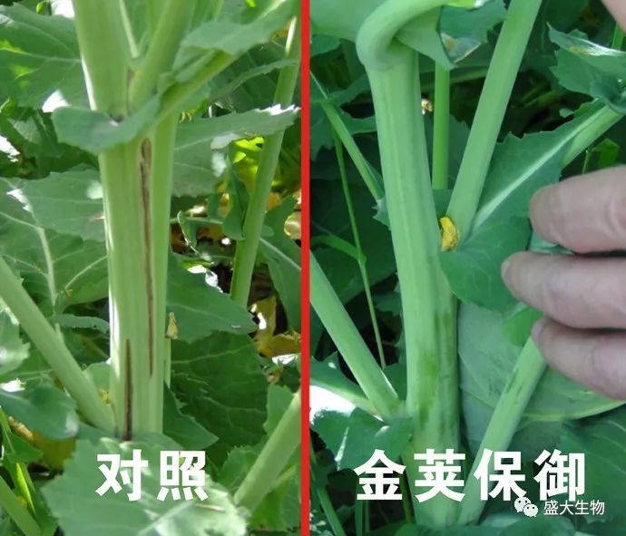 图1,使用"金荚保御"油菜,其硼元素的补充,可明显减少因缺硼而导致的