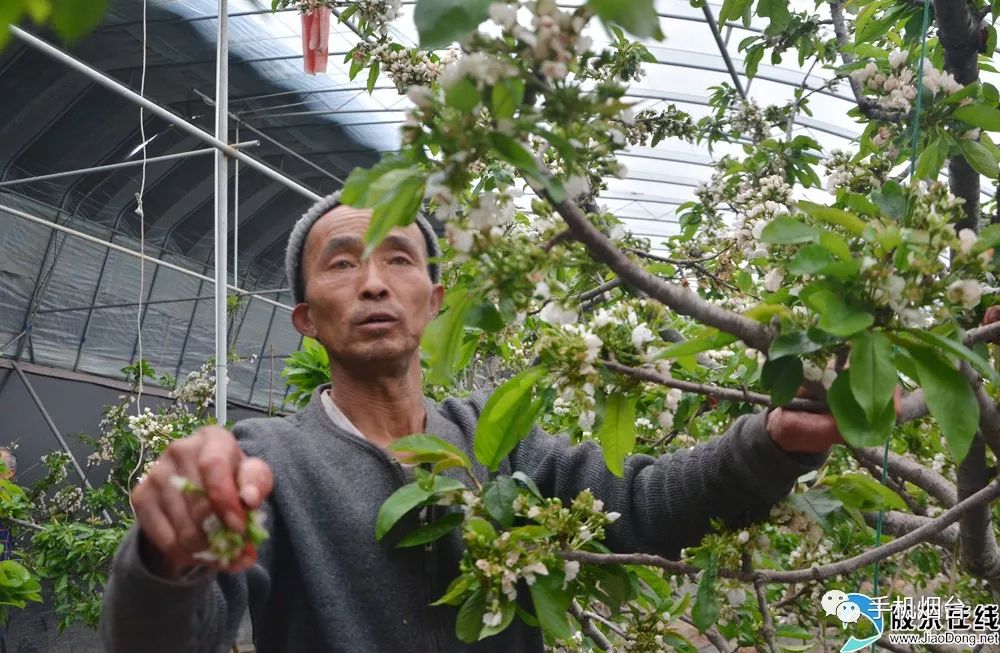 櫻之美!櫻桃花開滿枝 果實壓枝頭,煙臺大棚櫻桃高清大圖