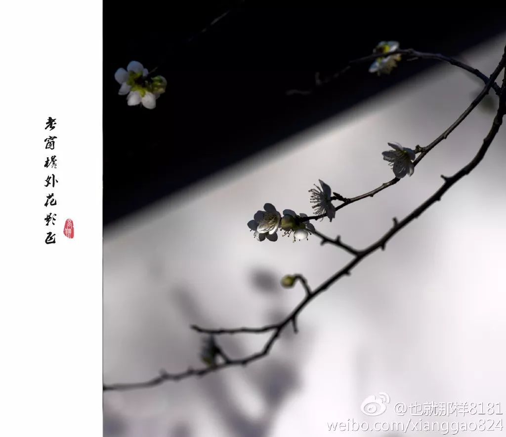 花团锦簇疏影弄梅,老窗檐外花影飞寄畅园图片来源:@天浩之云图片来源