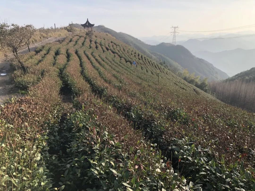 浙江茶園受寒潮影響嚴重,高山茶園春茶減產已成定局