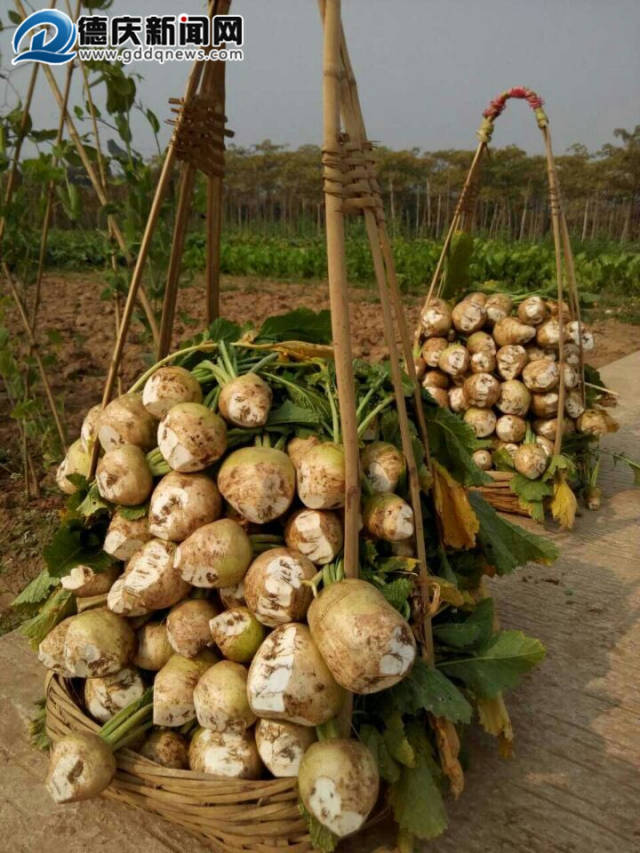 德慶回龍江濱大頭菜300多年前就開始種,這是德慶人飯桌上最愛的菜!