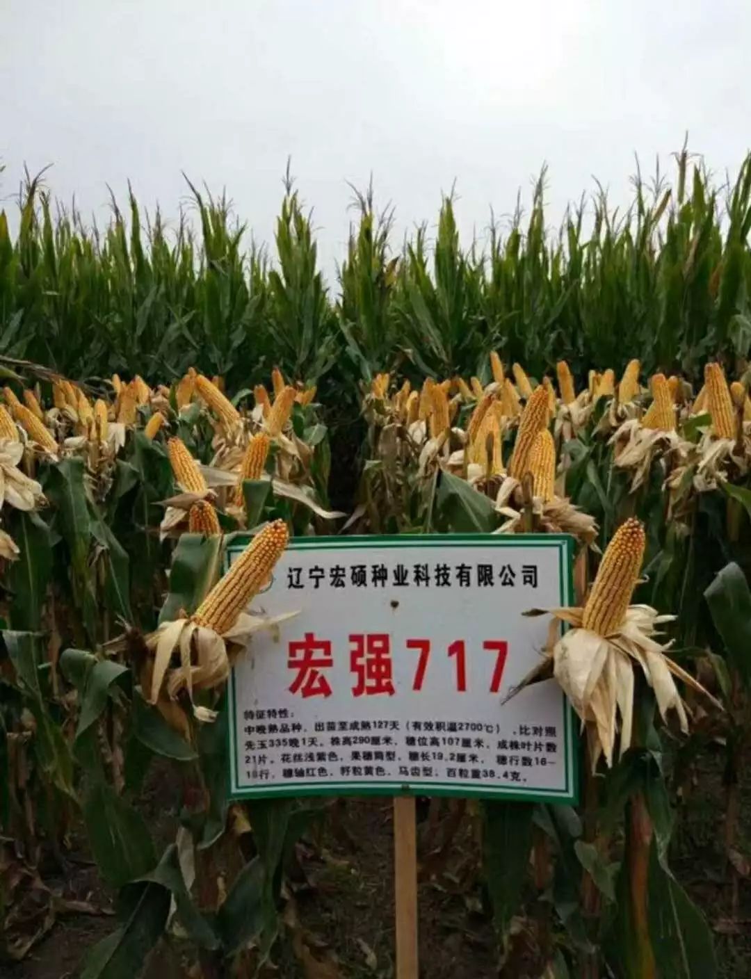 金博士719玉米种子简介图片