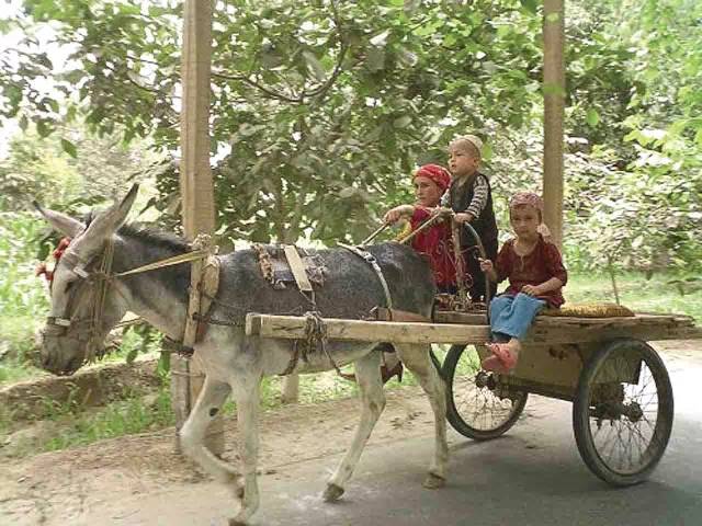 抹不去的記憶新疆的毛驢車