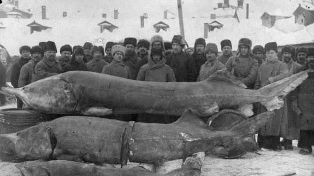 体重可达一吨 被列为世界最大淡水鱼 险遭人类灭绝