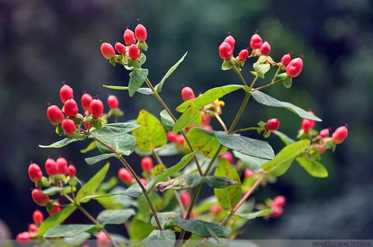 狗尾,狗牙,狗屎花……有興趣瞭解下狗字輩的花草嗎?