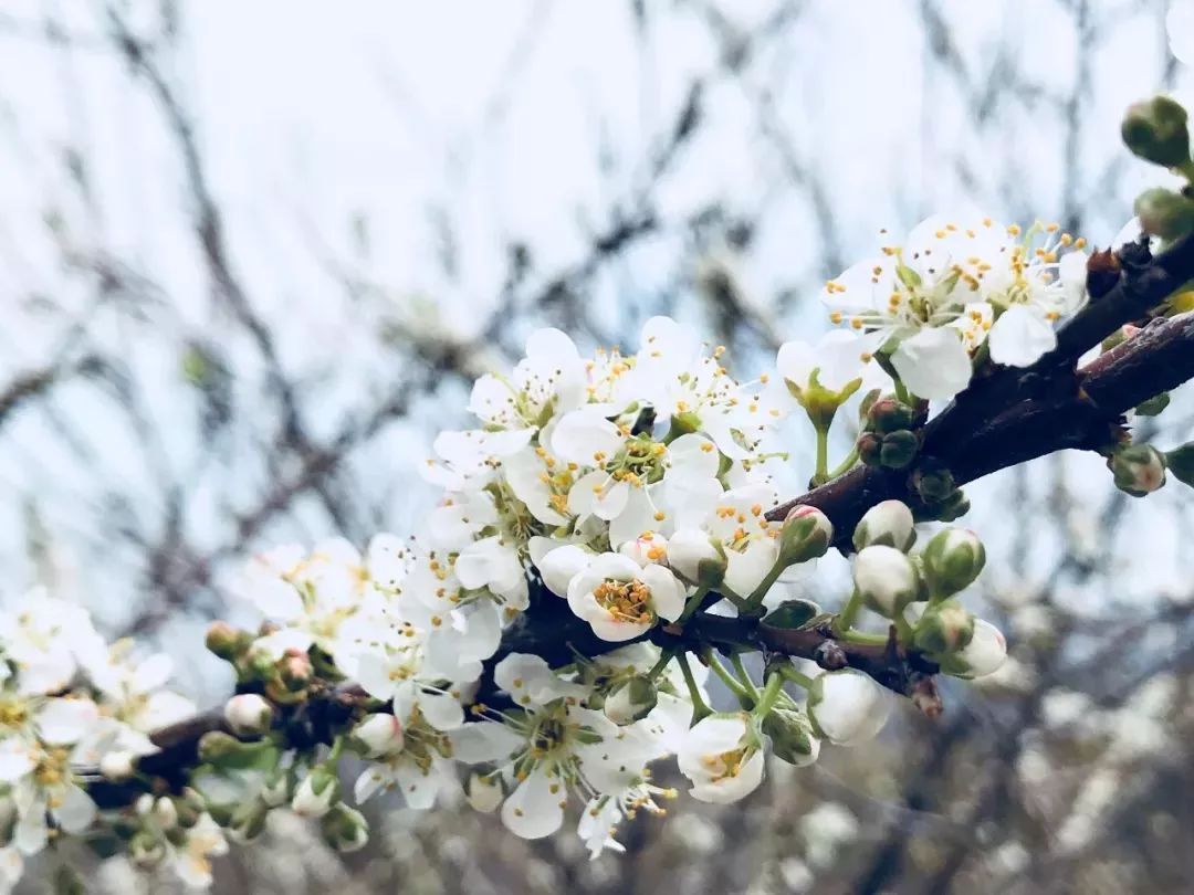 巨峰寺桃花节2021图片