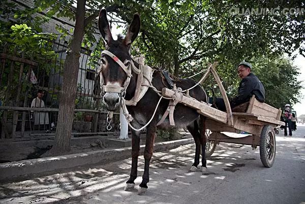 抹不去的記憶新疆的毛驢車