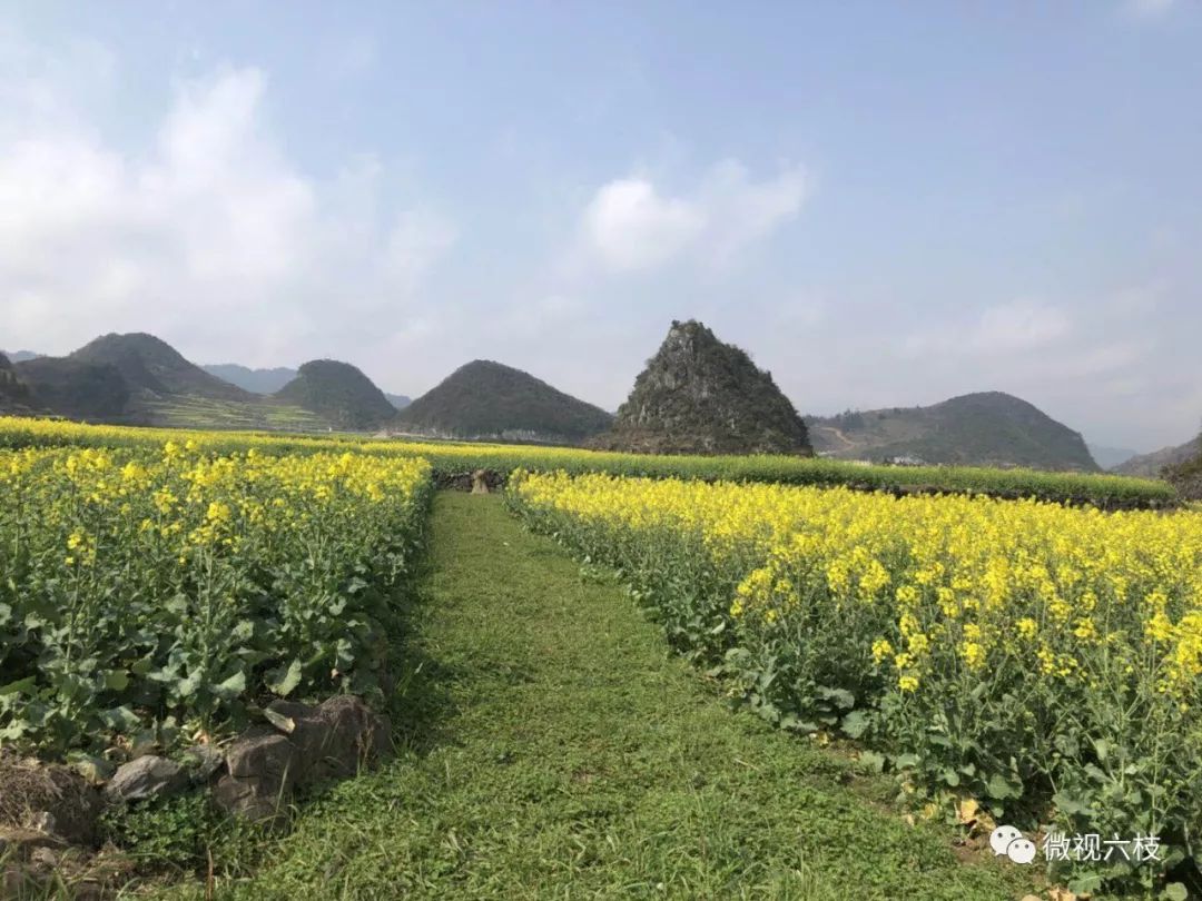 美得hold不住啦六枝花開金燦燦踏春乘香不須歸