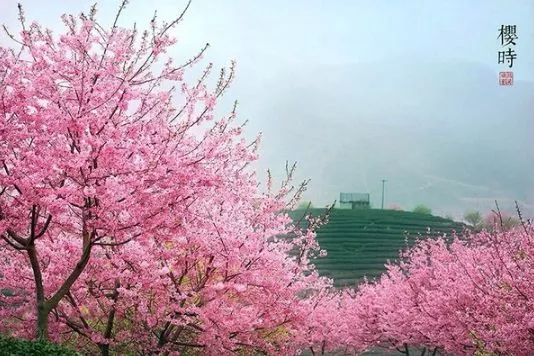 世界最大櫻花園,竟就在中國!比日本大5倍,是阿里山的10倍美!