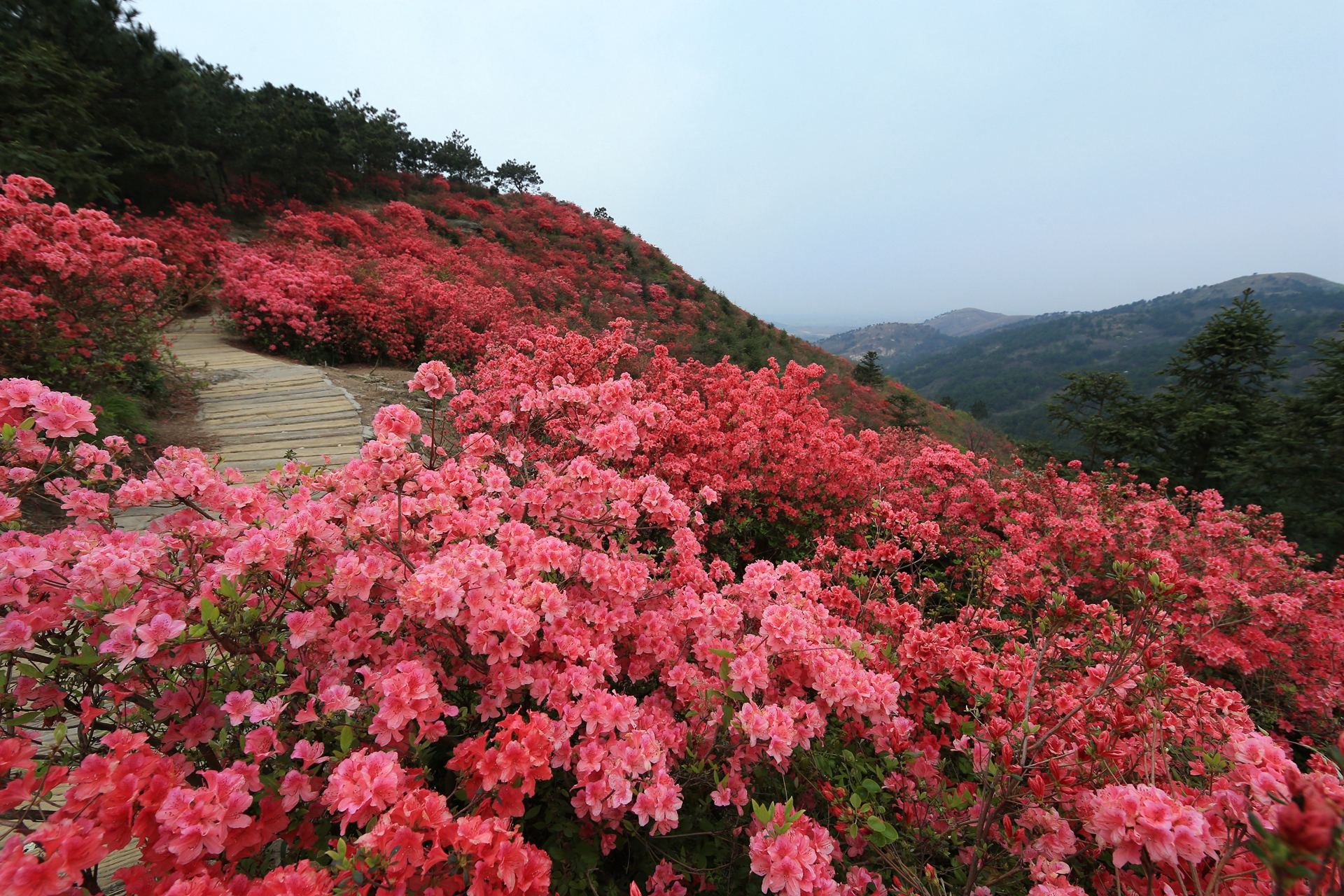 前方预警:半个多月后木兰云雾山漫山开遍映山红 合理出行防拥堵