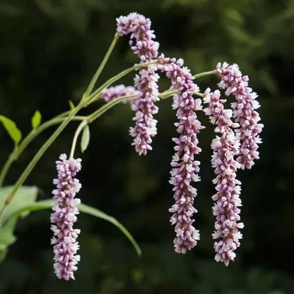 狗尾狗牙狗屎花有興趣瞭解下狗字輩的花草嗎