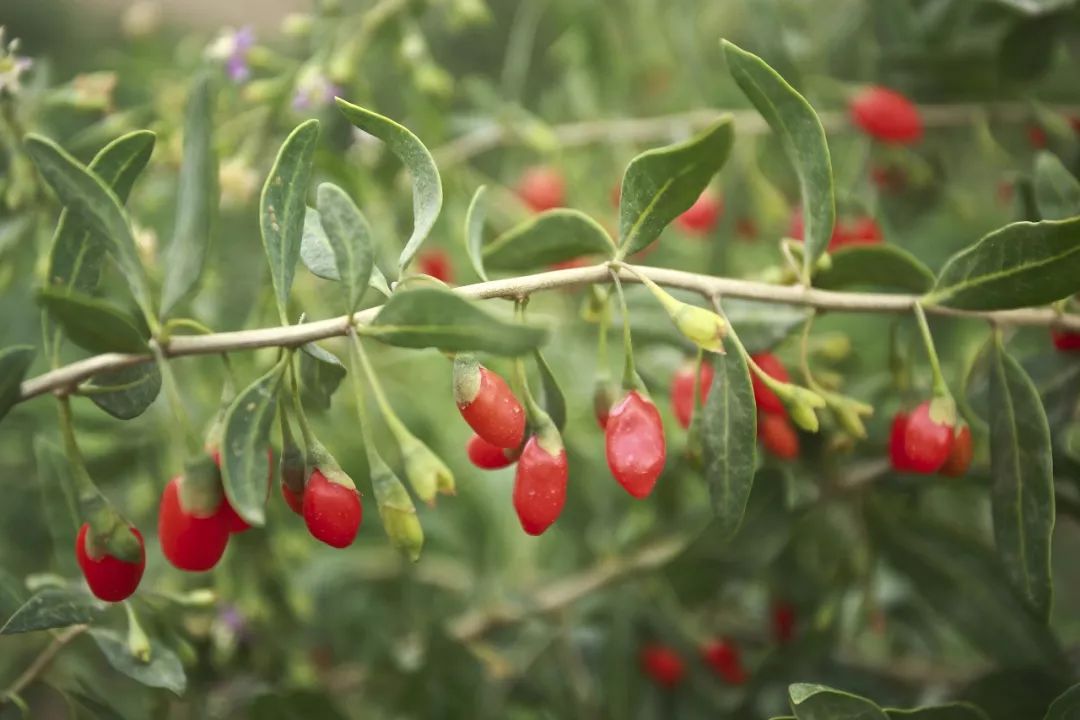 狗尾狗牙狗屎花有興趣瞭解下狗字輩的花草嗎