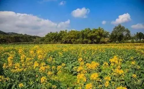 南寧壇洛鎮三景村三景小學旁(天貴莊園)的五彩油菜花▲南寧市青秀山