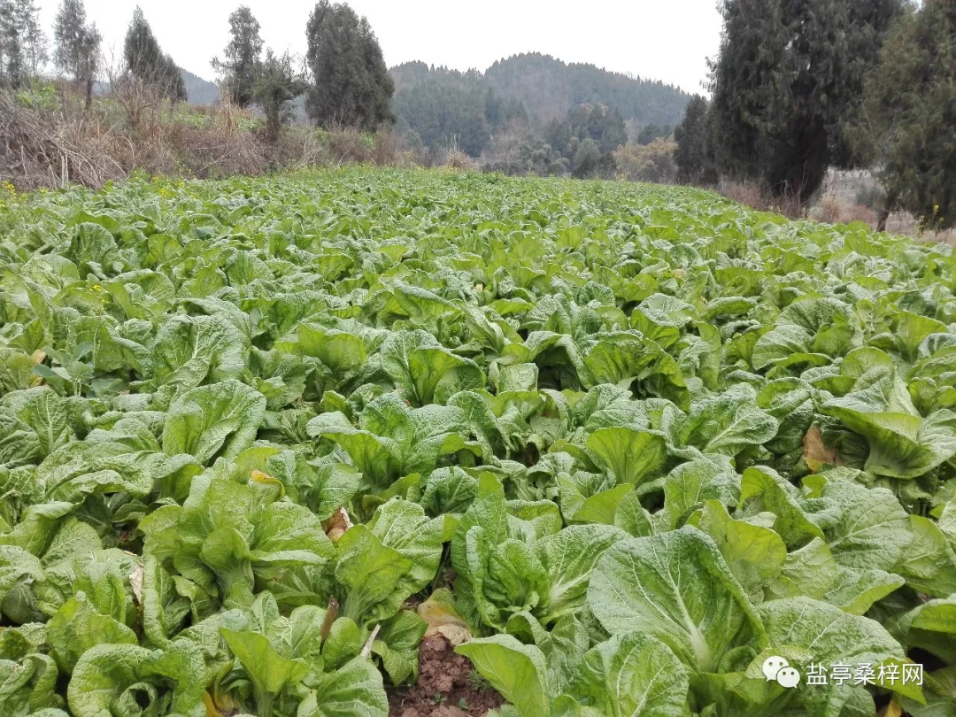 鹽亭農民馮世海空閒地種青菜,白撿了8萬塊錢!