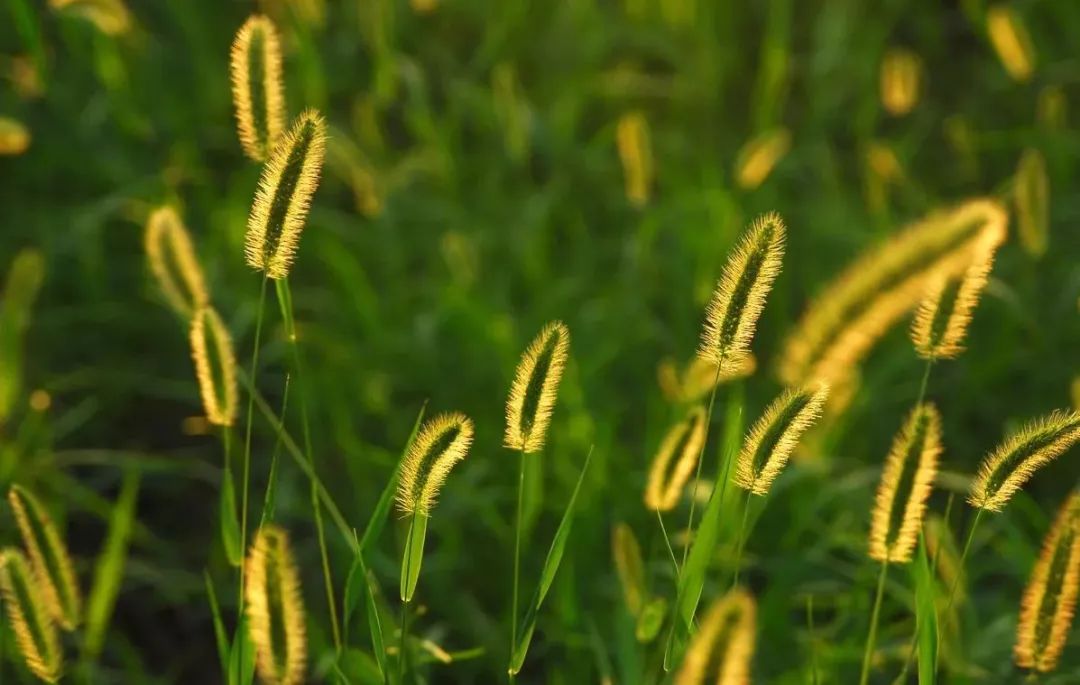 狗尾狗牙狗屎花有興趣瞭解下狗字輩的花草嗎