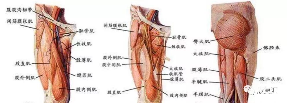 【腰腿康复】下肢,臀部疼痛的部位在腰腿痛中的诊断要点