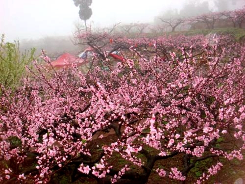 大真探·去哪兒丨去這些地方賞花拍照,才是春天的正確打開方式