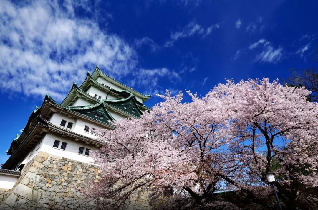 至於目的地,嬉遊君並不太推薦大阪,京都,東京;太熱門了,櫻花季肯定會