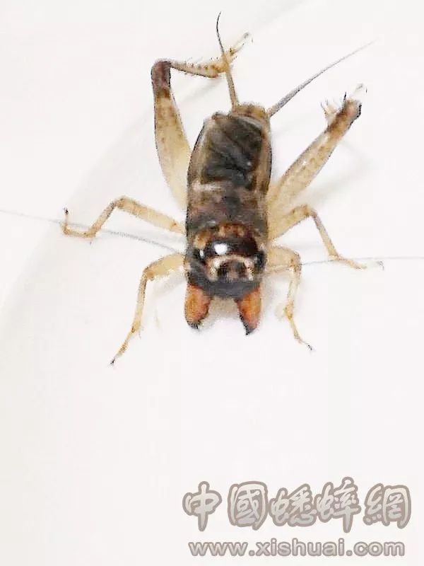 蟋蟀青麻头图片