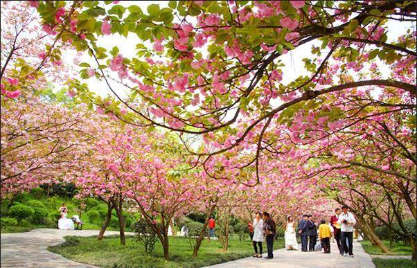 陽春三月上重慶南山植物園,體驗春回大地的美.